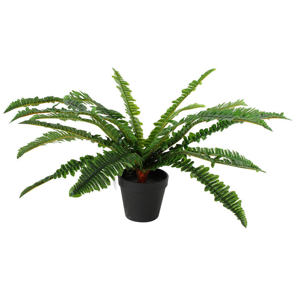 Boston Fern Leaves in Plastic Pot 45cm