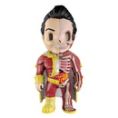 XXRAY Figurine d'anatomie amusante